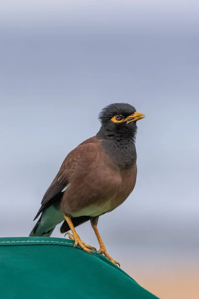 Ένα Πουλί Myna Στο Νησί Maui Χαβάης — Φωτογραφία Αρχείου