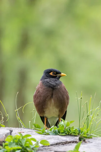 Ένα Πουλί Myna Στο Νησί Maui Χαβάης — Φωτογραφία Αρχείου