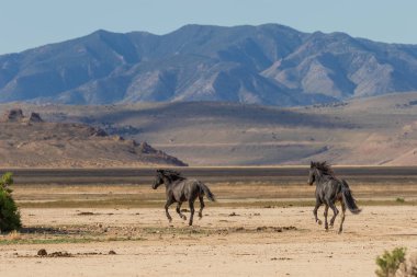 Yaz aylarında Utah çölde vahşi atlar sürüsü