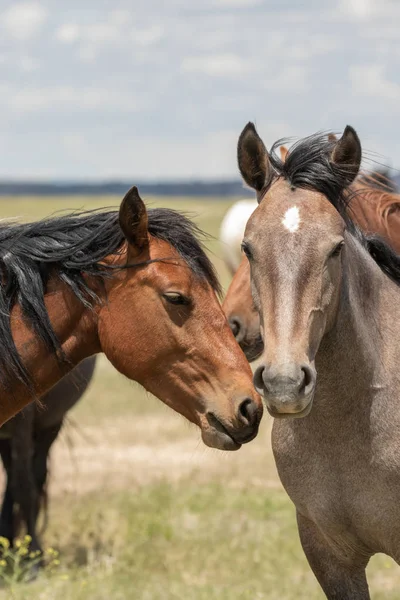 Yaz aylarında Utah çölde vahşi atlar sürüsü