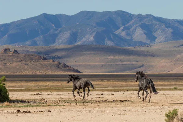 Yaz aylarında Utah çölde vahşi atlar sürüsü
