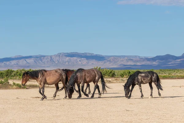 Стадо Диких Лошадей Пустыне Юта Летом — стоковое фото