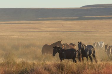 Utah çölünde koşan vahşi bir at sürüsü.