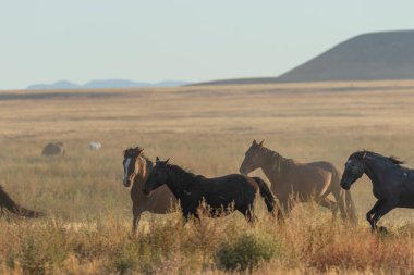 Utah çölünde koşan vahşi bir at sürüsü.