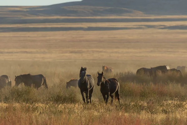 a herd of wild horses running across the Utah desert