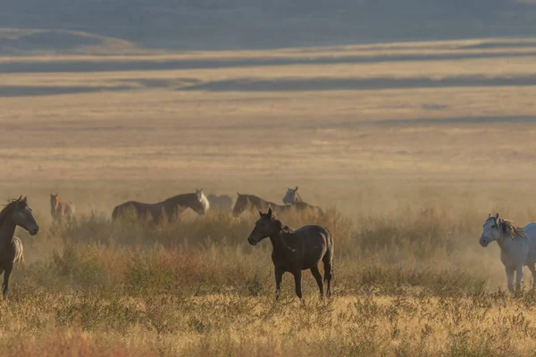 Utah Çölünde Koşan Vahşi Bir Sürüsü — Stok fotoğraf