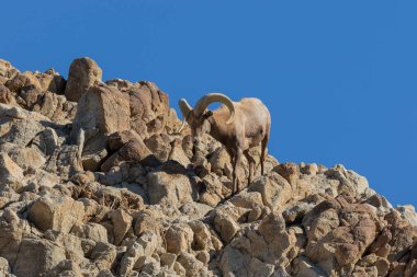 bir güzel çöl bighorn koyun ram kayalarda