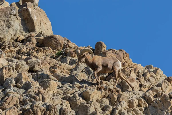 Eine Schöne Wüste Dickhornschafe Widder Den Felsen — Stockfoto