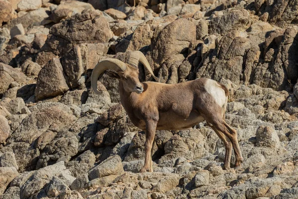 a nice desert bighorn sheep ram in the rocks