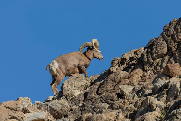 Nice Desert Bighorn Sheep Ram Rocks — Stock Photo, Image