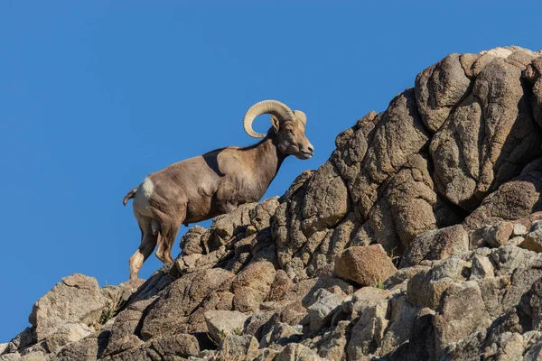 Bel Montone Pecora Bighorn Deserto Tra Rocce — Foto Stock