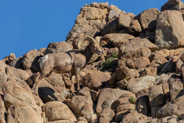 一个美丽的沙漠大角羊公羊在岩石 — 图库照片