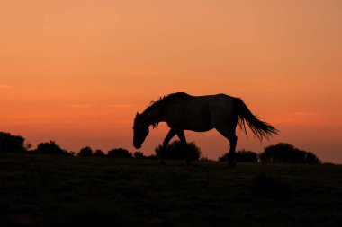 bir çöl Günbatımı kontrast vahşi bir at