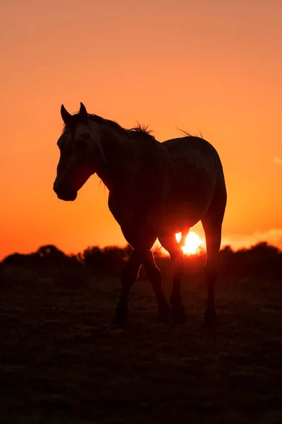 在沙漠的日落中出现的野马剪影 — 图库照片