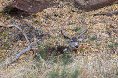 iyi katır geyiği buck kadife Utah