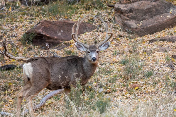 Nice Mule Deer Buck Velvet Utah — Stock Photo, Image