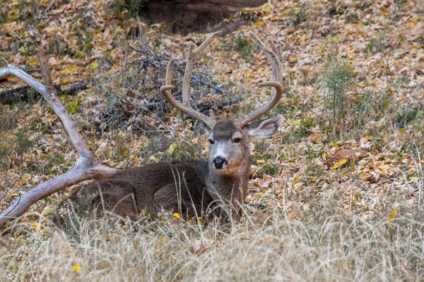 Nice Mule Deer Buck Velvet Utah — Stock Photo, Image