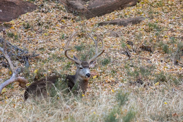Bonito Ciervo Mula Terciopelo Utah — Foto de Stock