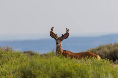 Kadife yaz aylarında katır geyiği buck