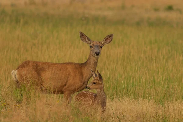 Maultierhirsche Und Rehkitz Sommer — Stockfoto