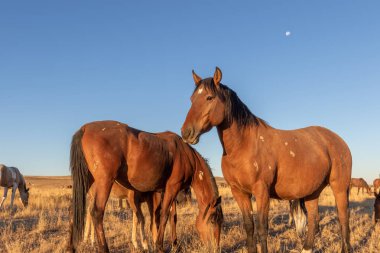 Utah çölünde vahşi bir at sürüsü.