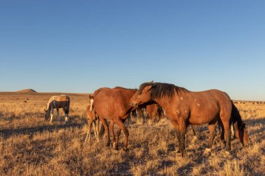 Utah çölünde vahşi bir at sürüsü.
