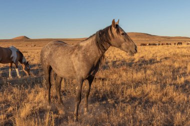 Utah çölünde vahşi bir at sürüsü.