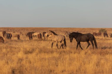 Utah çölünde vahşi bir at sürüsü.