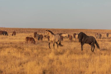 Utah çölünde vahşi bir at sürüsü.