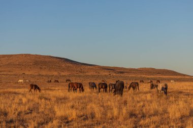 Utah çölünde vahşi bir at sürüsü.