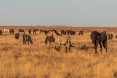 Utah çölünde vahşi bir at sürüsü.
