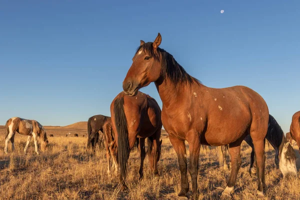 Utah çölünde vahşi bir at sürüsü.