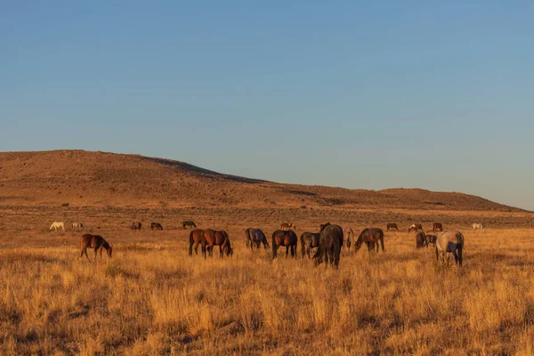Utah çölünde vahşi bir at sürüsü.