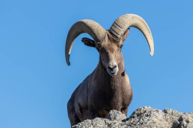 güzel çöl bighorn koyun ram