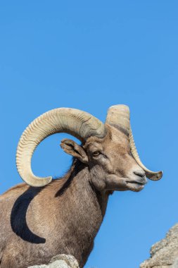 güzel çöl bighorn koyun ram