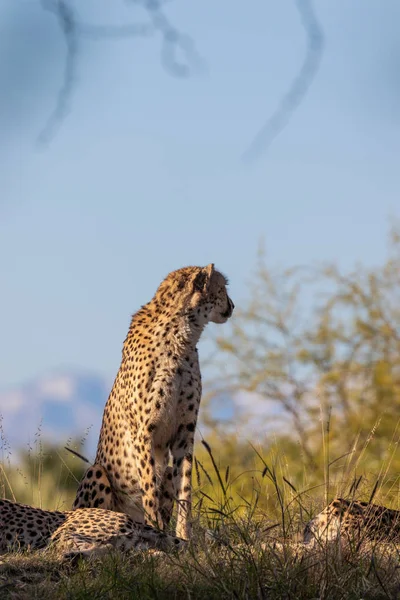 Ein Schöner Gepard Langen Gras — Stockfoto