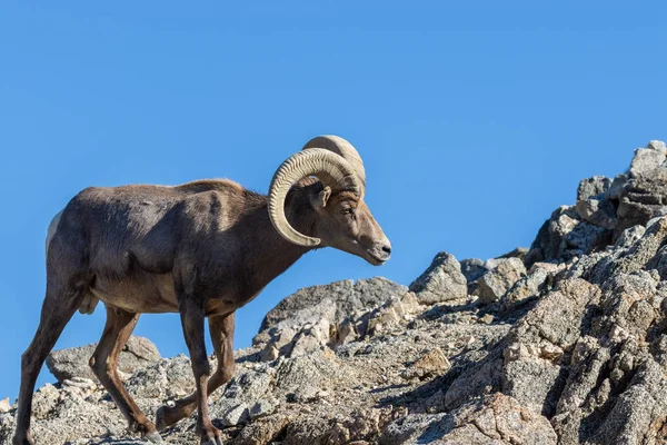 Egy Szép Sivatagi Bighorn Juh Ram — Stock Fotó