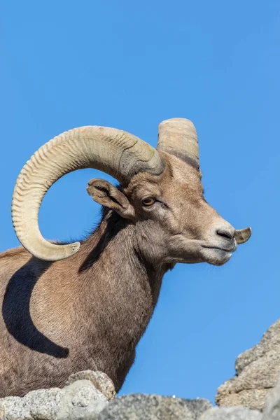 Nice Desert Bighorn Sheep Ram — Stock Photo, Image