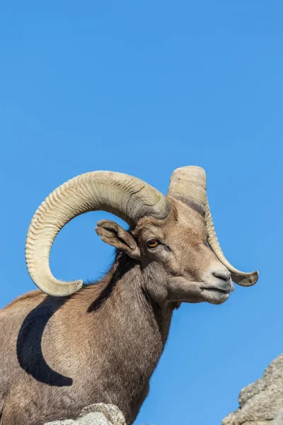 Nice Desert Bighorn Sheep Ram — Stock Photo, Image