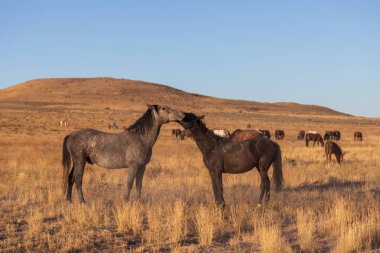 yabani atı aygır Utah çölde fikir tartışması bir çift