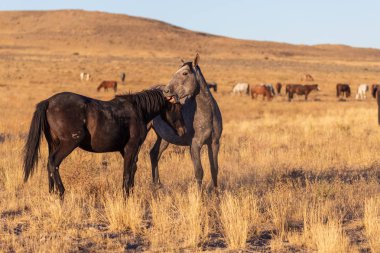 yabani atı aygır Utah çölde fikir tartışması bir çift