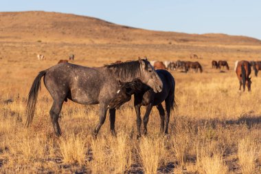 yabani atı aygır Utah çölde fikir tartışması bir çift