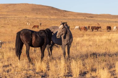yabani atı aygır Utah çölde fikir tartışması bir çift