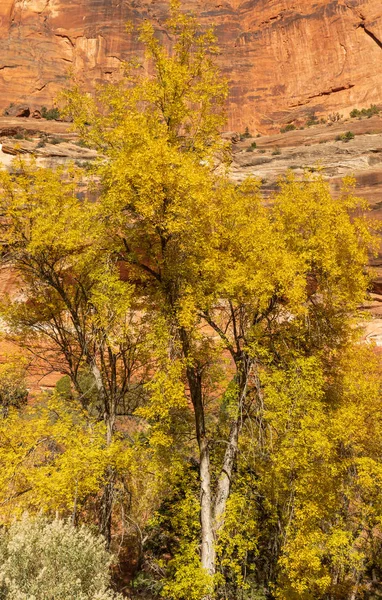 Scenic Landscape Zion National Park Utah Autumn — Stock Photo, Image