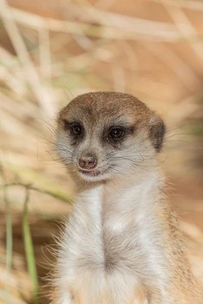 Een Leuk Nieuwsgierig Meerkat — Stockfoto