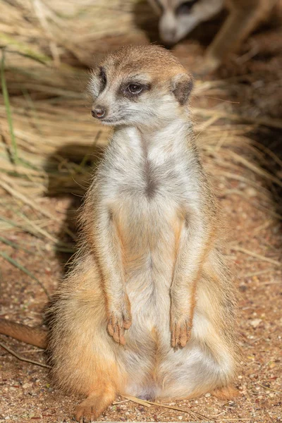 Een Leuk Nieuwsgierig Meerkat — Stockfoto