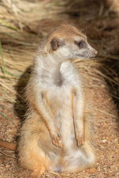 Een Leuk Nieuwsgierig Meerkat — Stockfoto