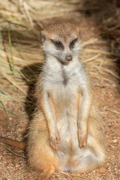 Fofo Curioso Meerkat — Fotografia de Stock