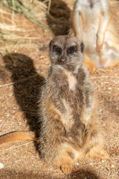 Een Leuk Nieuwsgierig Meerkat — Stockfoto