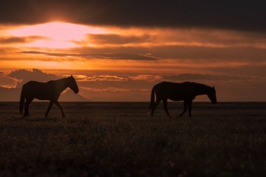 Utah çölünde gün batımında vahşi atlar silueti oluşturuldu.